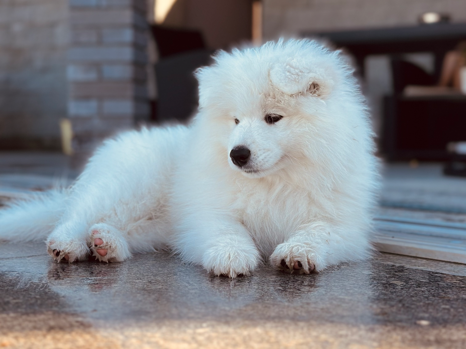 Debbie Delisa Lebaya Samoyed (Ebbi)
