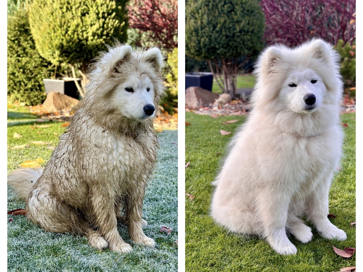 samočistící srst je v mnoha případech velká výhoda