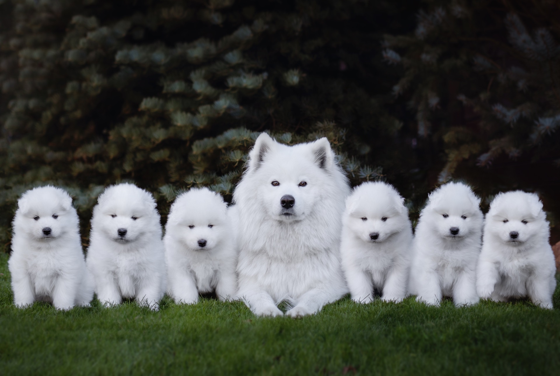 Aira Zoey
Avaia Aven
Ailo Apollo
Anoki Baldur
Aisu Lumi
Ayla Árie